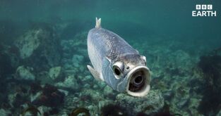 Espiando en el océano. Espiando en el océano: Problemas