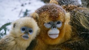 El imperio salvaje de China. El imperio salvaje de...: Monos dorados: Desafiando lo imposible