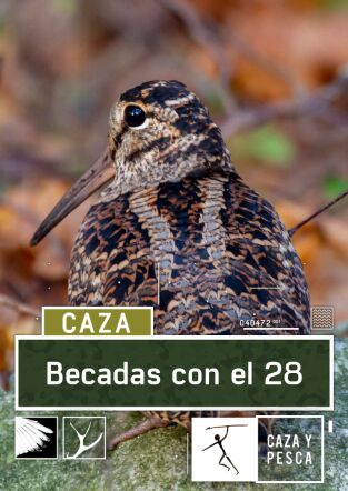 Becadas con el 28