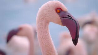 La increíble migración animal. La increíble migración...: Persiguiendo las lluvias africanas