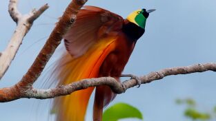 Especial Wild Asia: Islas paradisíacas. Especial Wild Asia:...: Salvajes, extrañas y maravillosas