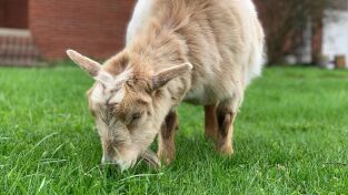 La increíble granja del Dr. Pol. La increíble granja...: ¿Estás de broma, ovejita?