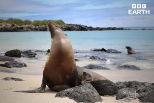 Mamíferos. Mamíferos: En el agua