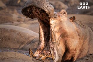 Mamíferos. Mamíferos: En extinción