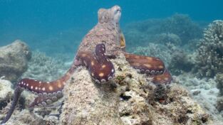 Los secretos de los pulpos. Los secretos de los...: Cambiaformas