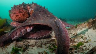 Los secretos de los pulpos. Los secretos de los...: Mentes maestras