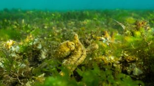 Los secretos de los pulpos. Los secretos de los...: Seres sociales