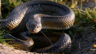 Lugares salvajes de Europa. Lugares salvajes de...: Supervivencia primaveral