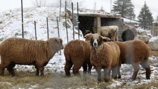 La increíble granja del Dr. Pol. La increíble granja...: Rebaño a la fuga
