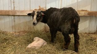 La increíble granja del Dr. Pol. La increíble granja...: ¿Estamos embarazadas, ovejitas?