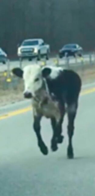 ¡Pillados!. ¡Pillados!: Ridiculización en la carretera
