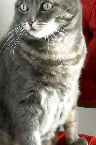 El encantador de gatos. T(T3). El encantador de... (T3): Cárcel para gatos