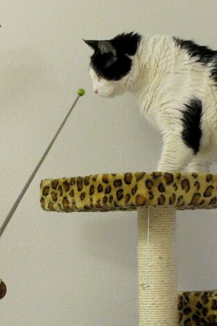 El encantador de gatos. T(T3). El encantador de... (T3): Bitten y Chompy