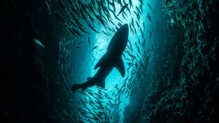 Sharkfest. Sharkfest: Tiburones vs delfines: batalla en las Bahamas