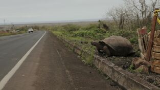 Especies En Peligro. Especies En Peligro: Galápagos