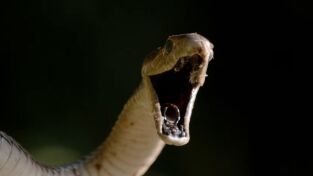 Serpientes en la ciudad. Serpientes en la ciudad: Mamba Manía