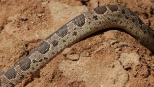 Serpientes en la ciudad. Serpientes en la ciudad: La reina de las serpientes