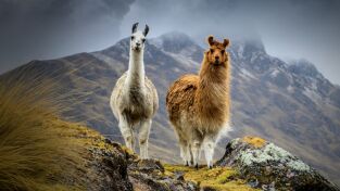 Sudamérica. Sudamérica: Tierra de supervivientes