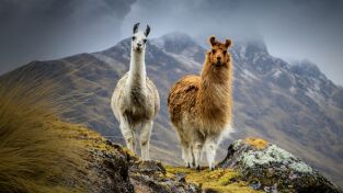 Sudamérica. Sudamérica: Murciélagos carnívoros gigantes