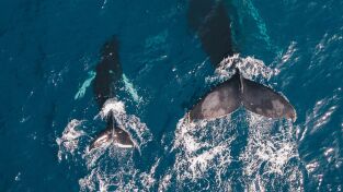 Ballenas. Ballenas: Tiburón contra ballena