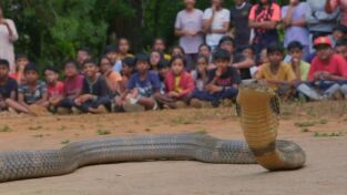 Serpientes en la ciudad. Serpientes en la ciudad: Simon contra El Rey