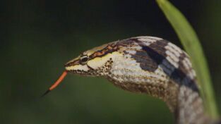 Serpientes en la ciudad. Serpientes en la ciudad: Cobra real de lujo