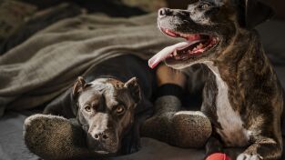 Perros. Perros: Veneno de rata, una cremallera y pelotas de tenis