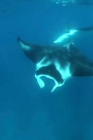 The Irwins. T(T1). The Irwins (T1): Nadando con mantas