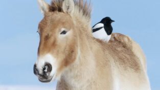 Wild Mongolia: la tierra del cielo azul. Wild Mongolia: la...: Supervivencia extrema