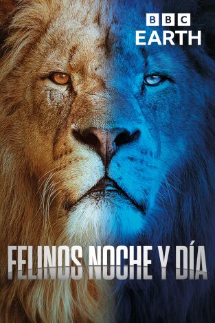 Felinos noche y día