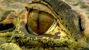 La Casa De Los Reptiles. La Casa De Los Reptiles: Cocodrilos