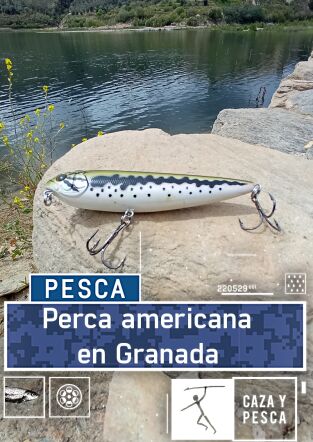 Perca americana en Granada
