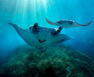 Asia. Asia: Bajo las olas
