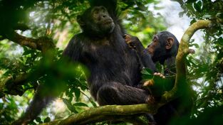 Primates. Primates: Batallas familiares