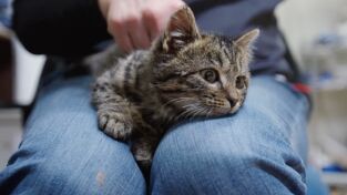 Veterinarios de Nebraska. T(T2). Veterinarios de... (T2): ¡Feliz cumpleaños!
