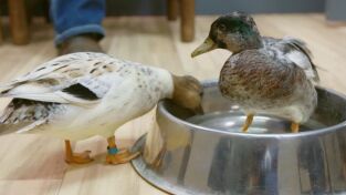 Veterinarios de Nebraska. T(T2). Veterinarios de... (T2): El pato deprimido