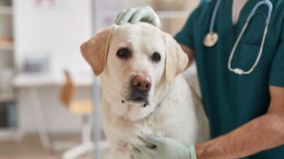 Veterinarios. Veterinarios: El día de la joroba