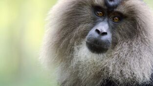 Wild India. Wild India: Reinos montañosos