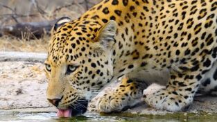 Wild India. Wild India: El páramo