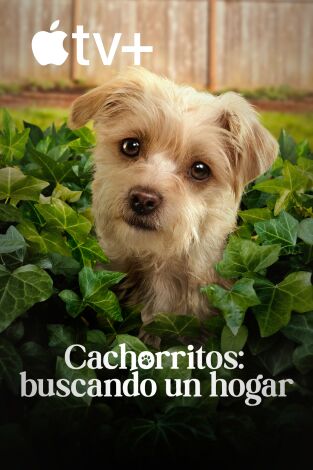 Cachorritos: buscando un hogar