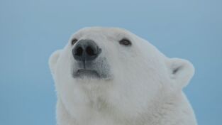 Predador vs. presa. Predador vs. presa: Oso polar