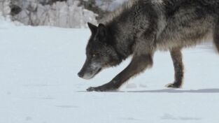 Predador vs. presa. Predador vs. presa: Lobo