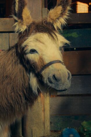 Nuestra pequeña granja. T(T2). Nuestra pequeña... (T2): El establo