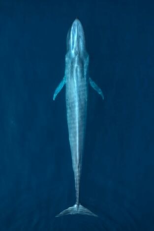 Animales a lo grande. Animales a lo grande: La ballena gris