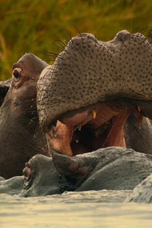 Animales a lo grande. Animales a lo grande: El hipopótamo
