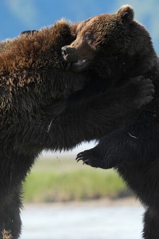 Animales a lo grande. Animales a lo grande: El oso pardo