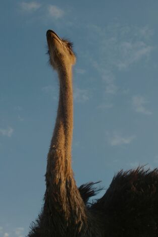 Animales a lo grande. Animales a lo grande: El avestruz