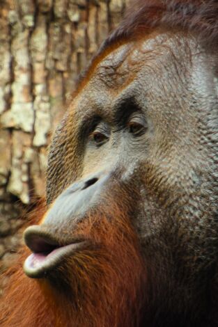 Animales a lo grande. Animales a lo grande: El orangután