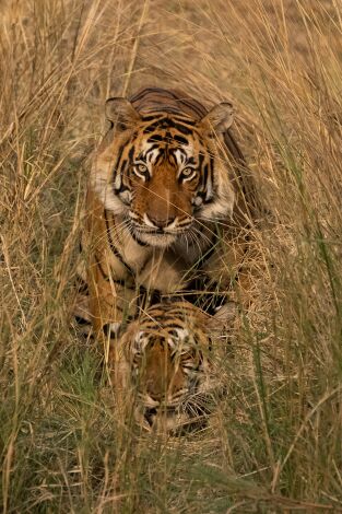Animales a lo grande. Animales a lo grande: El tigre