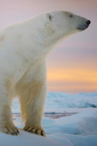 Animales a lo grande. Animales a lo grande: El oso polar